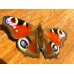 Peacock Butterfly Inachis io Pupae 